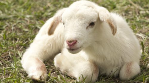 lamb-2216160_1280