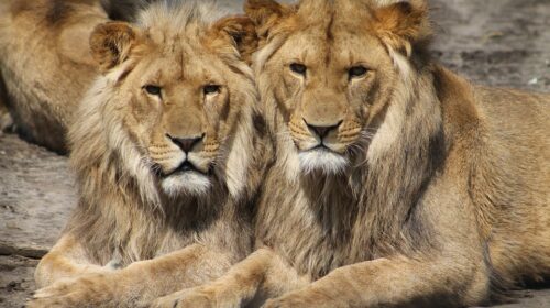 lions-1660044_960_720
