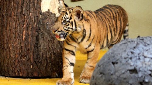 tiger-4181174_960_720